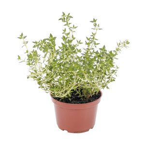 Ervas Aromáticas