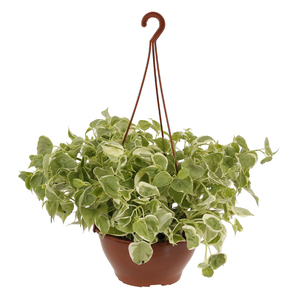 Peperômia Scandens Cuia