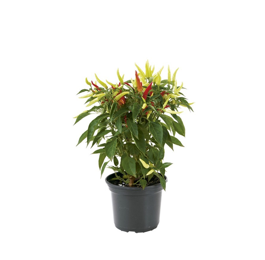 Pimenta Ornamental