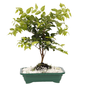 Bonsai Fruta 