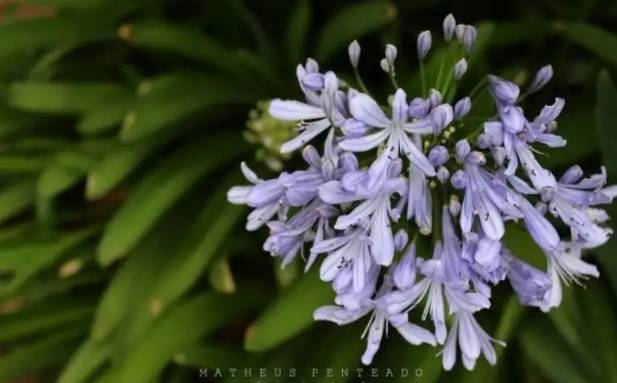 Moda Agapanto (Agapanthus africanus)

￼


