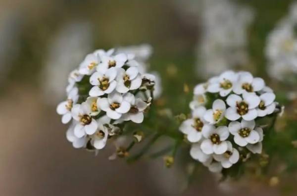 Moda Alisso (Lobularia maritima)