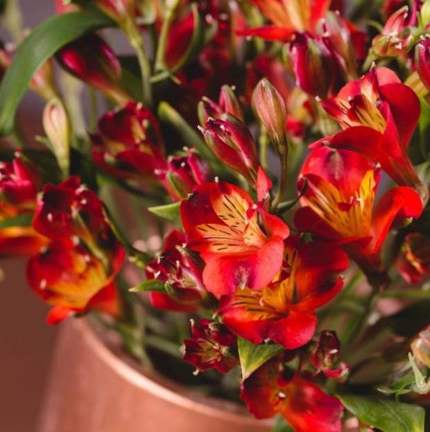 Moda Astromélia (Alstroemeria x hibrida)