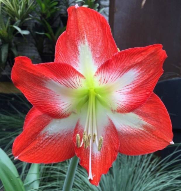 Moda  Amarílis (Hippeastrum hybridum)




