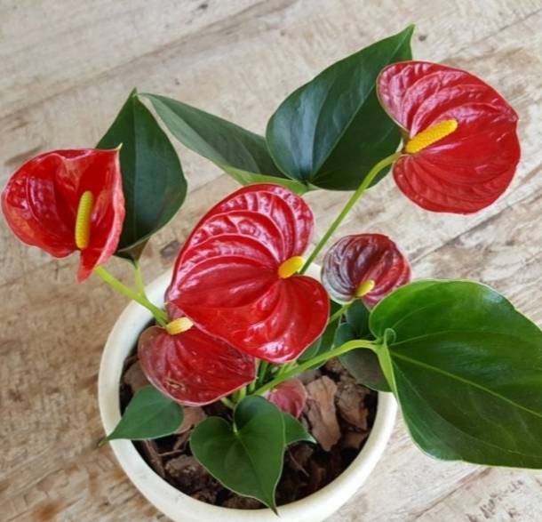 Moda Antúrio (Anthurium andraeanum)




