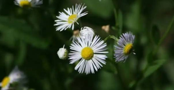 Moda Áster-arbustiva (Symphyotrichum tradescantii)