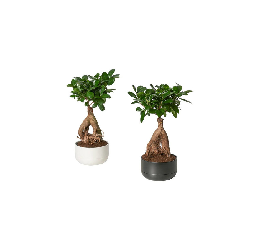 Product Bonsai