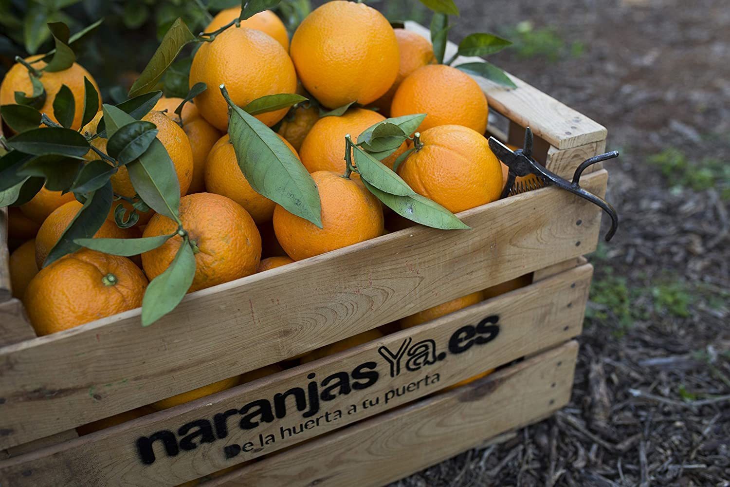 Product Naranjas de mesa de Valencia 5kg