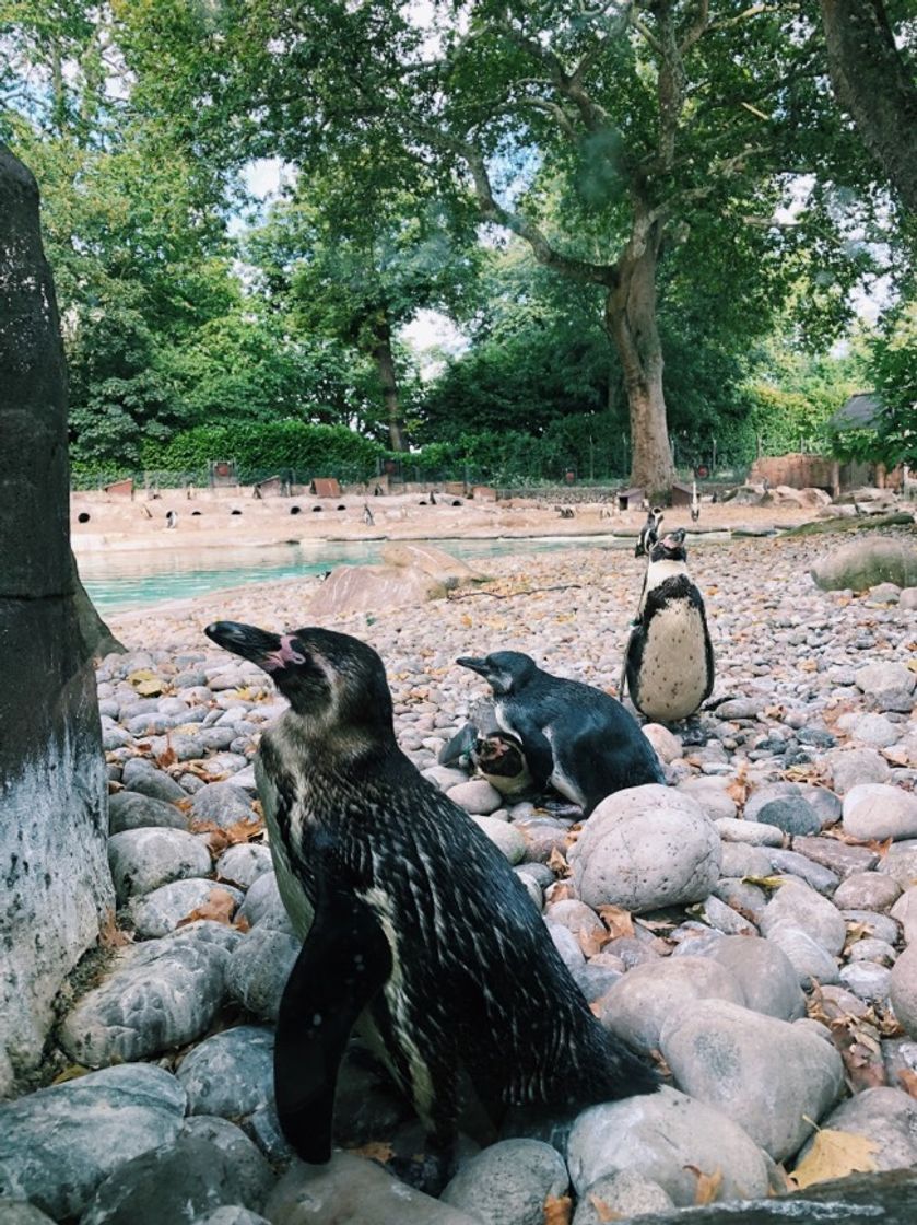 Place London Zoo