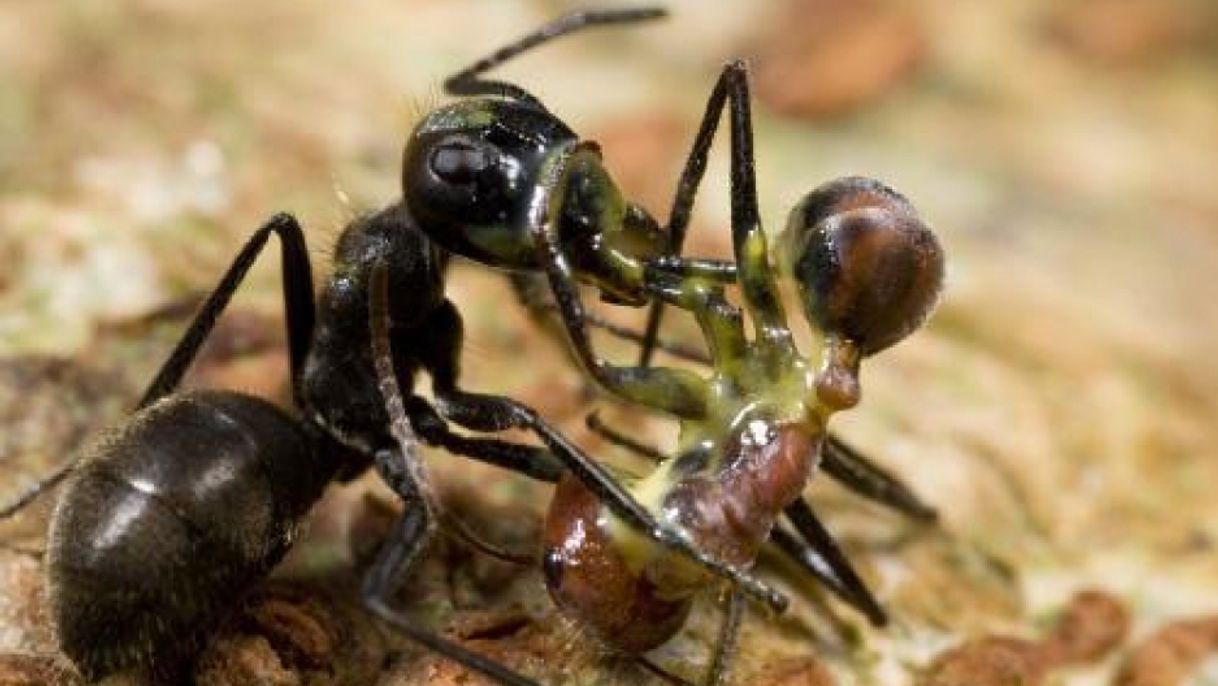 Social How Ants Wage War | The World from PRX