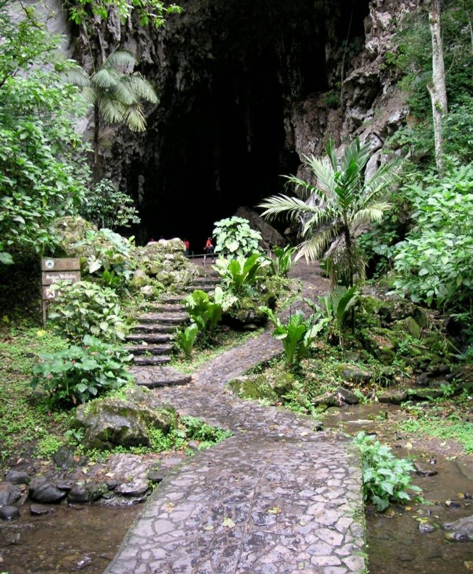 Place Parque Nacional El Guácharo