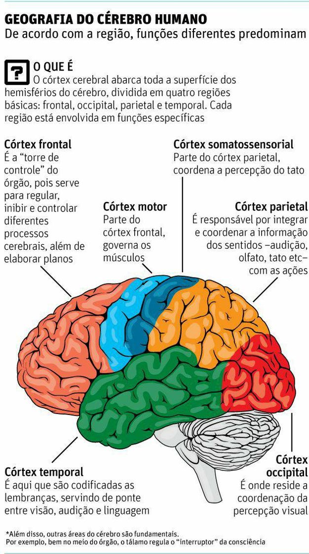 Moda Geografia do cérebro humano 