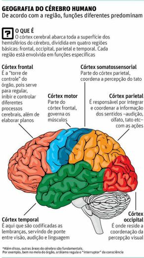Geografia do cérebro humano 