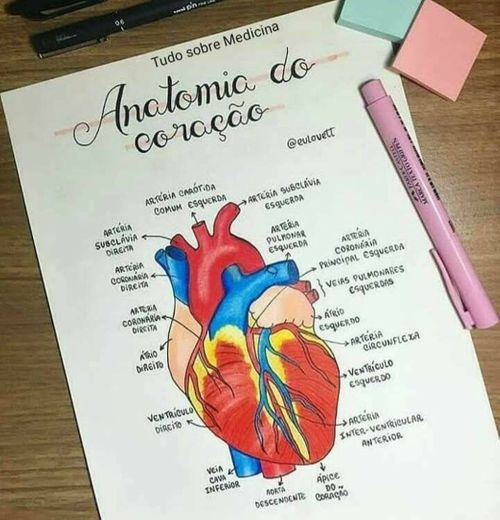 Anatomia do coração 