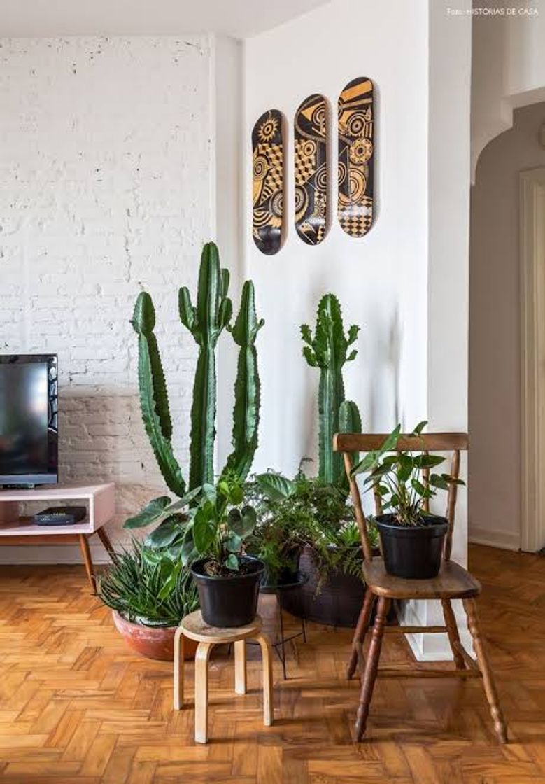 Moda Plantas e Cactus