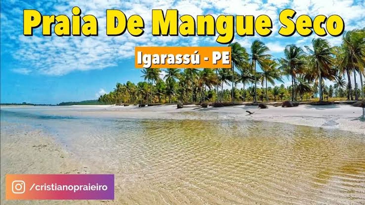 Moda Mangue Seco