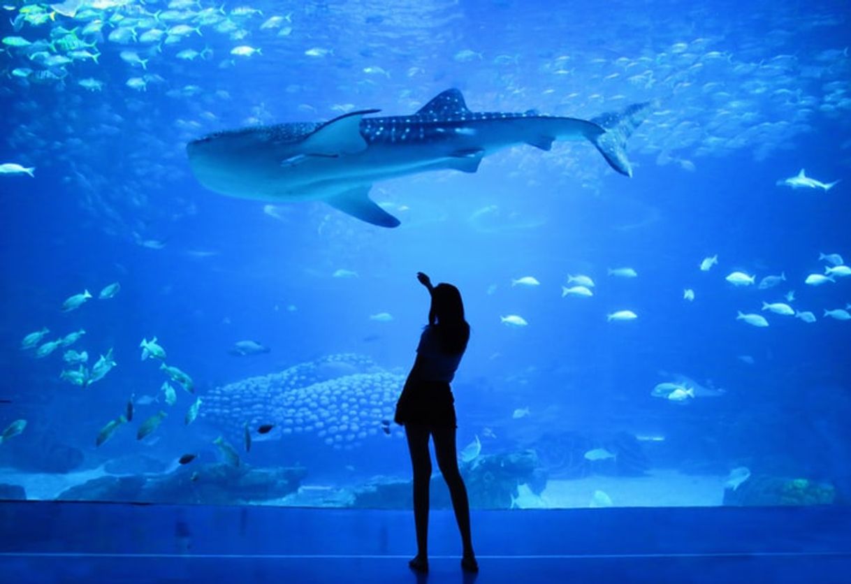 Place Oceanario de Lisboa