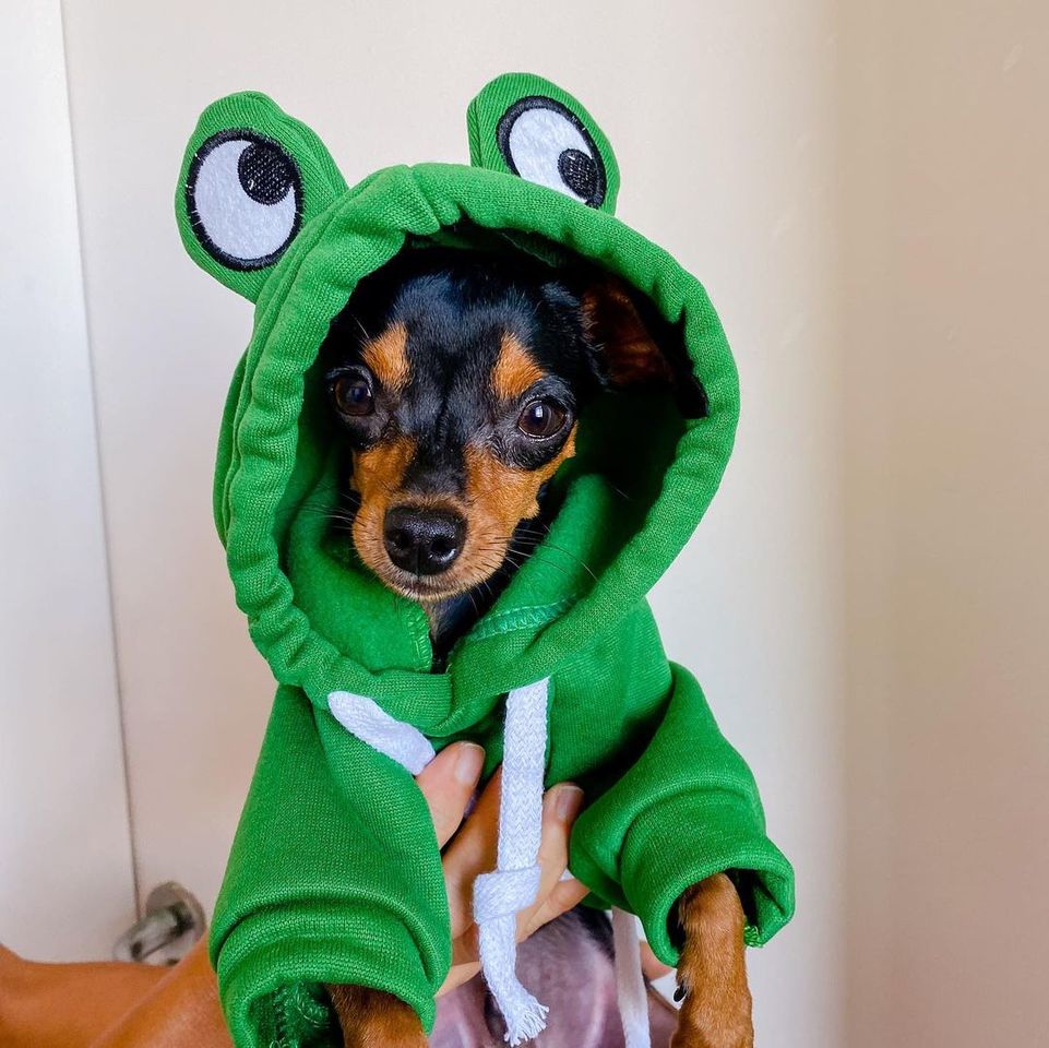 Social Cachorro de sapinho🐸