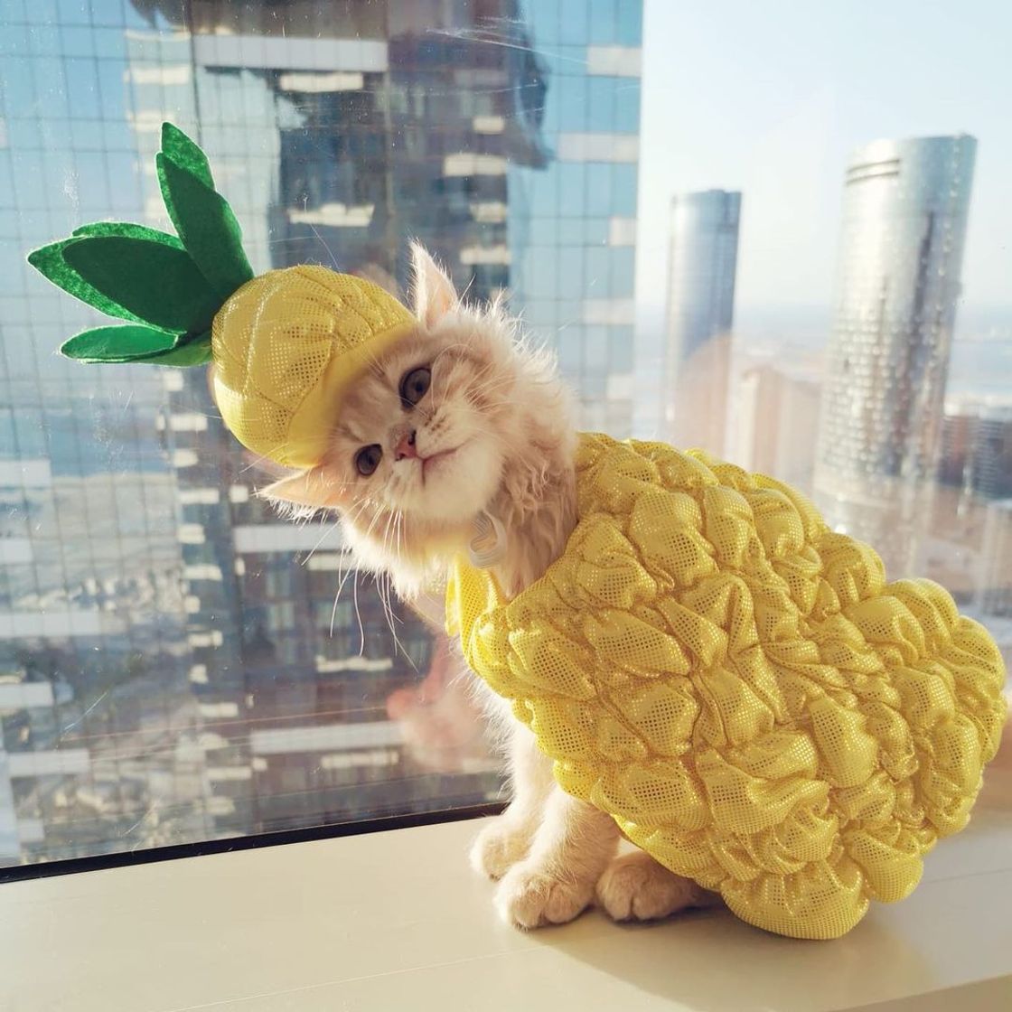 Social Gato de Abacaxi🍍