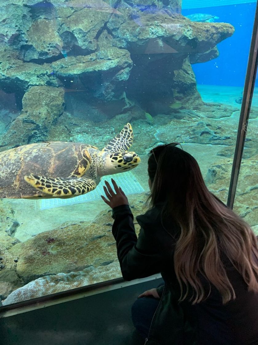 Lugar Port of Nagoya Public Aquarium