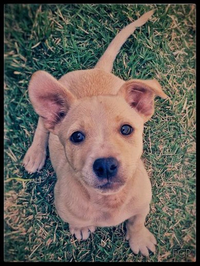 Fashion Olha que fofura de cães 😍😍