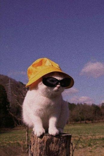 Gato de chapéu e óculos 