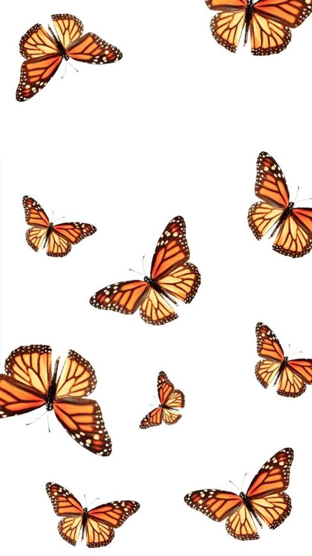 Moda butterfly wallpaper 