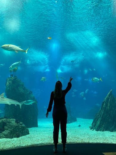 Oceanário de Lisboa 🐟