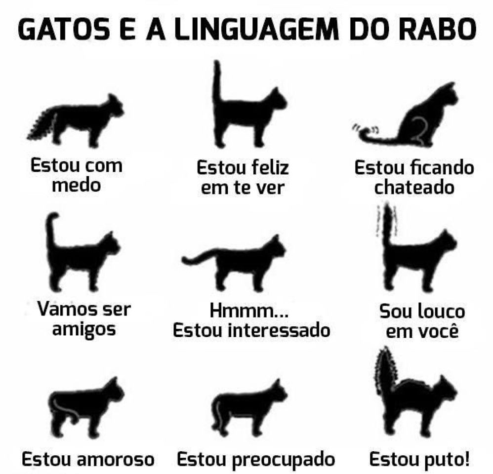 Moda Para entender a linguagem dos gatos 