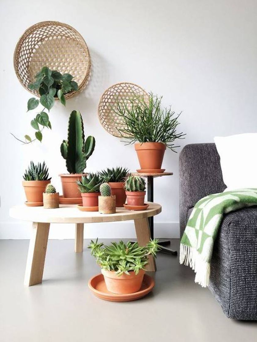 Fashion Casa Vogue: Plantas