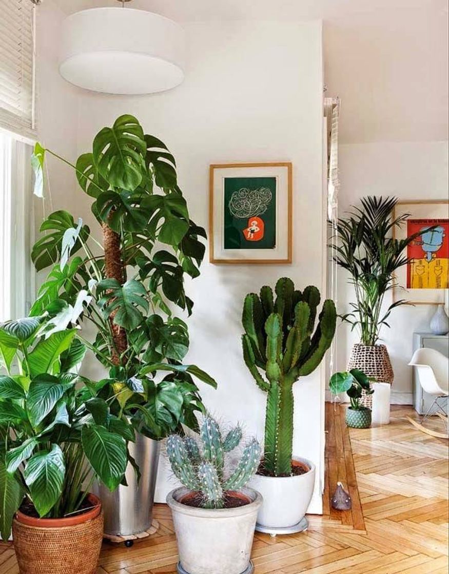 Fashion Decor com Plantinhas  💚