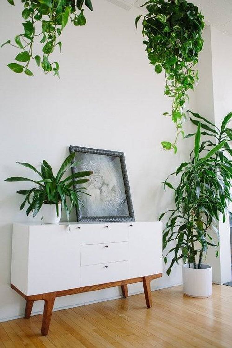 Moda Jiboia, uma das melhores plantas para ter em casa | Simplichique