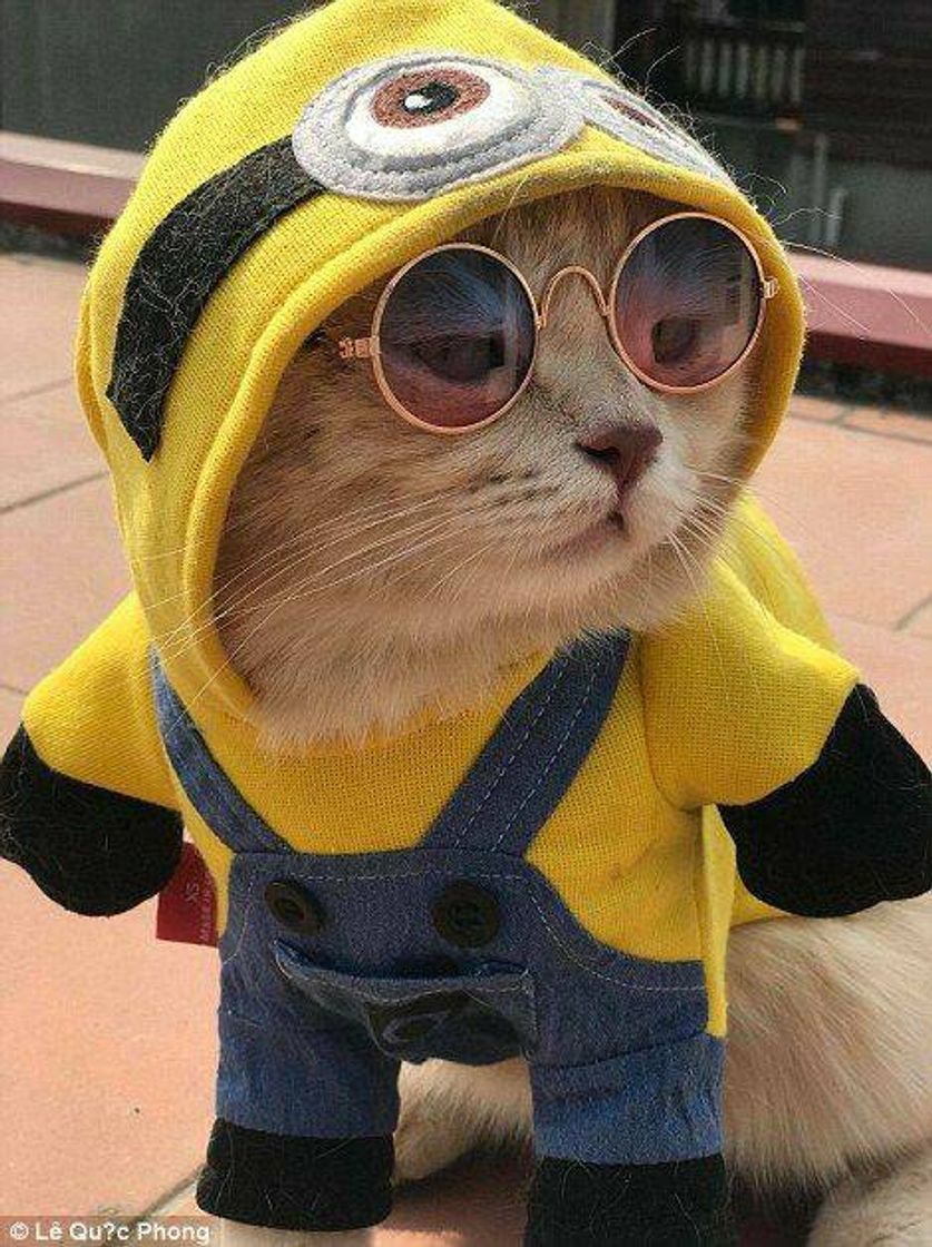 Fashion minions