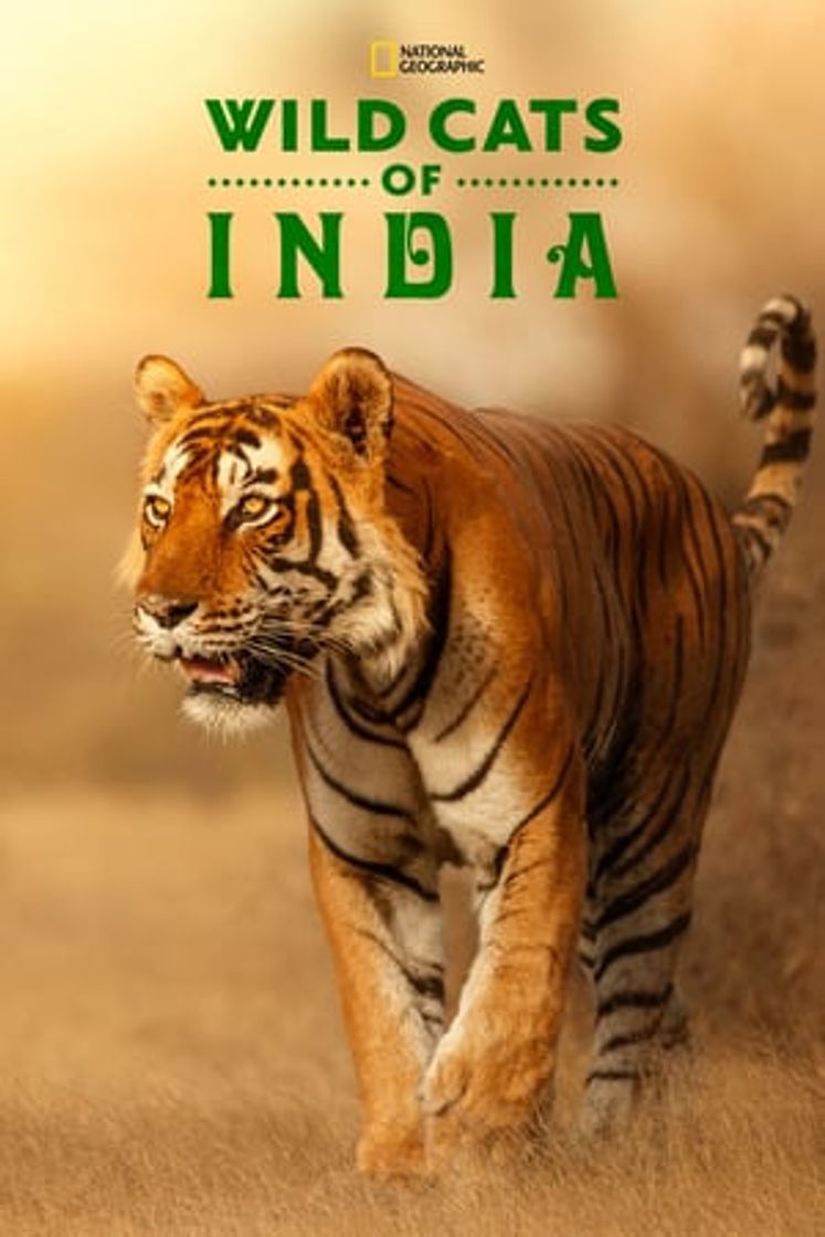 Serie Felinos Salvajes de India