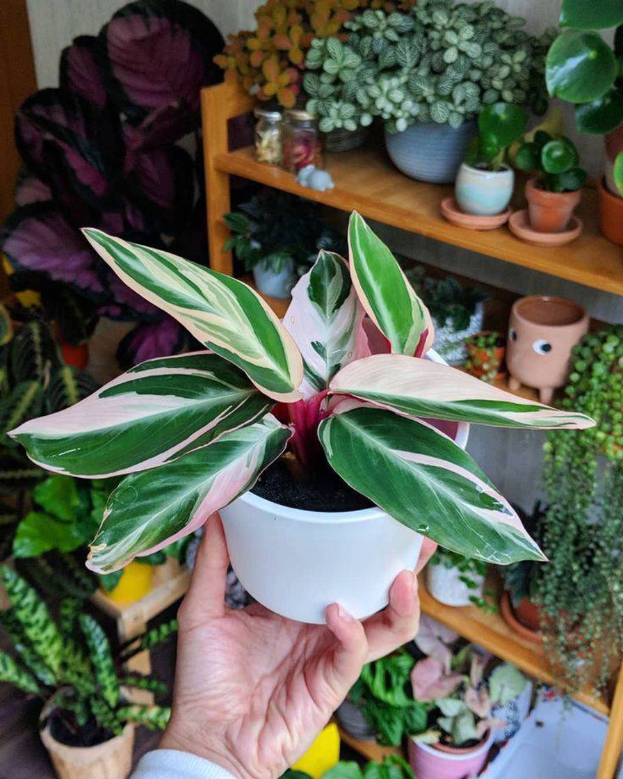 Fashion Maranta tricolor