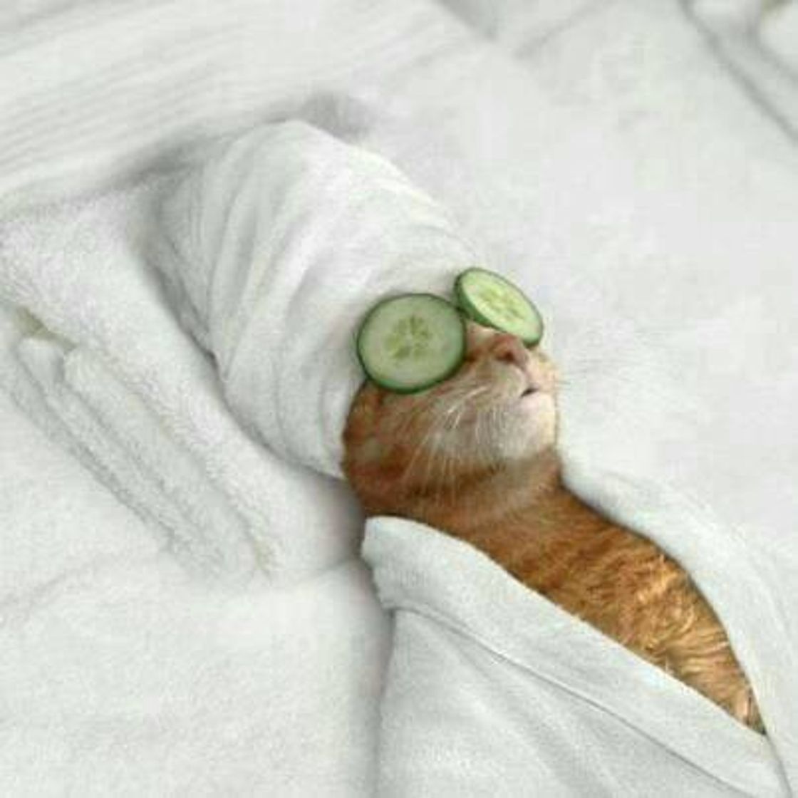 Fashion Spa para gatinho 