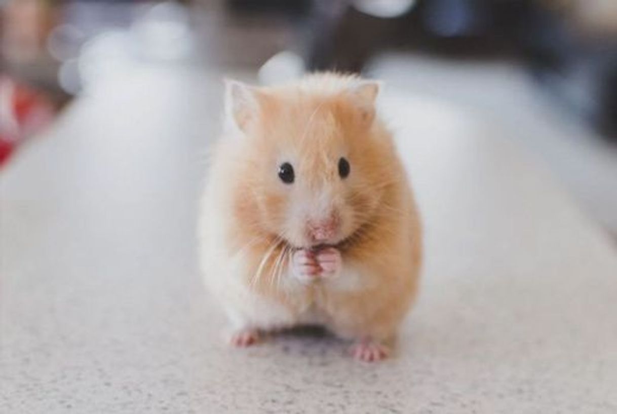 Fashion Hámster 🐹 