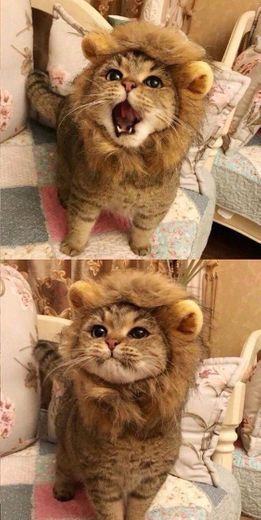Que? gato? Ou Leão? 
