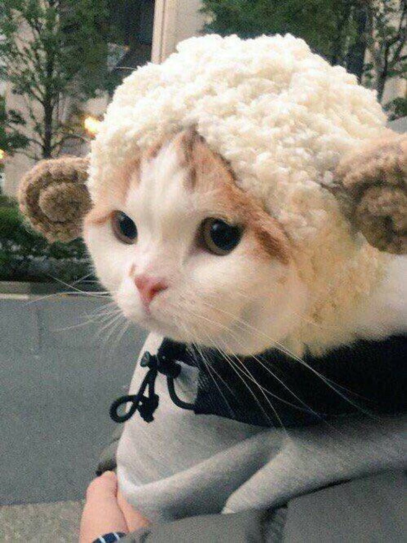Social 🐈