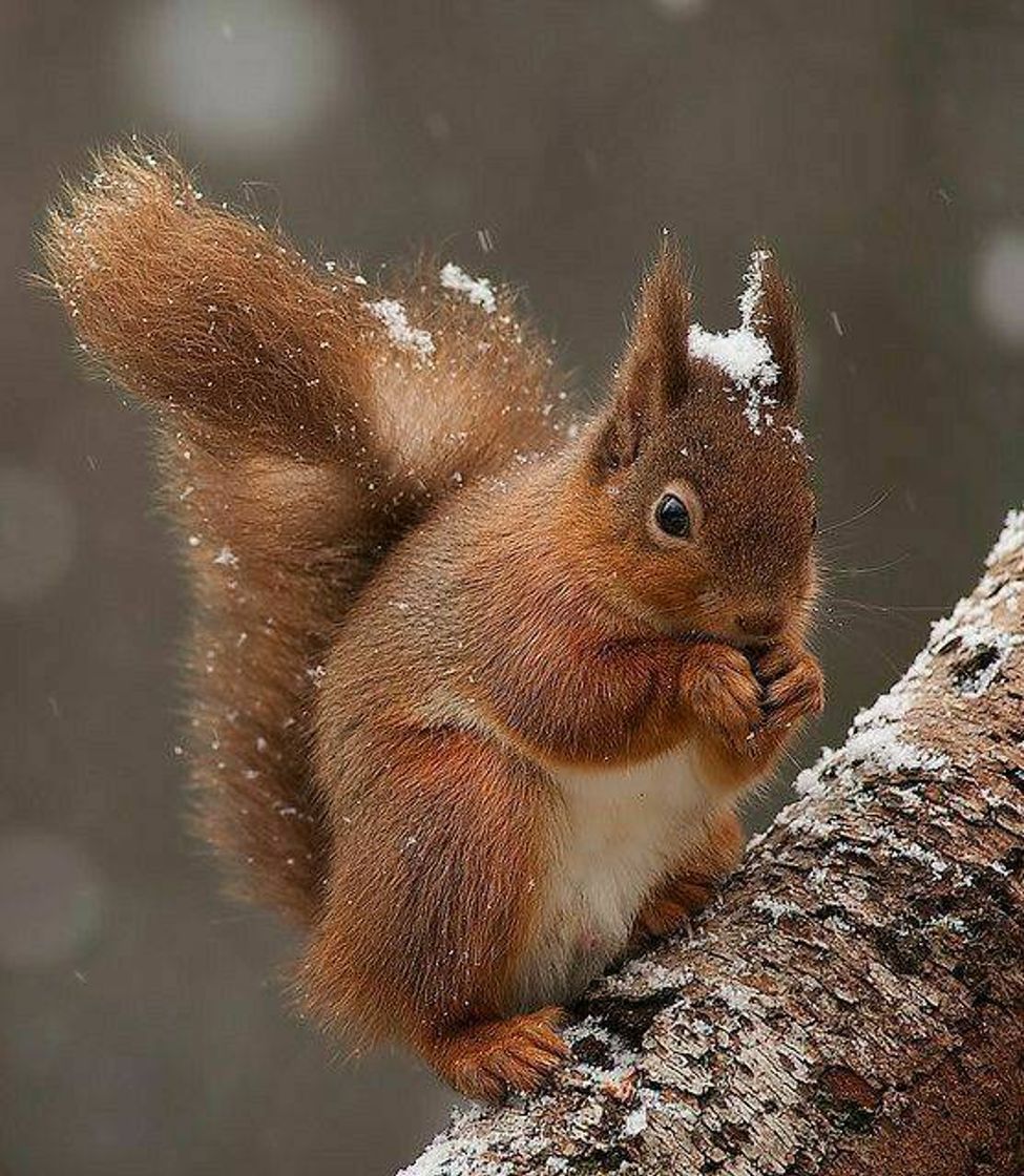 Social Esquilo-vermelho