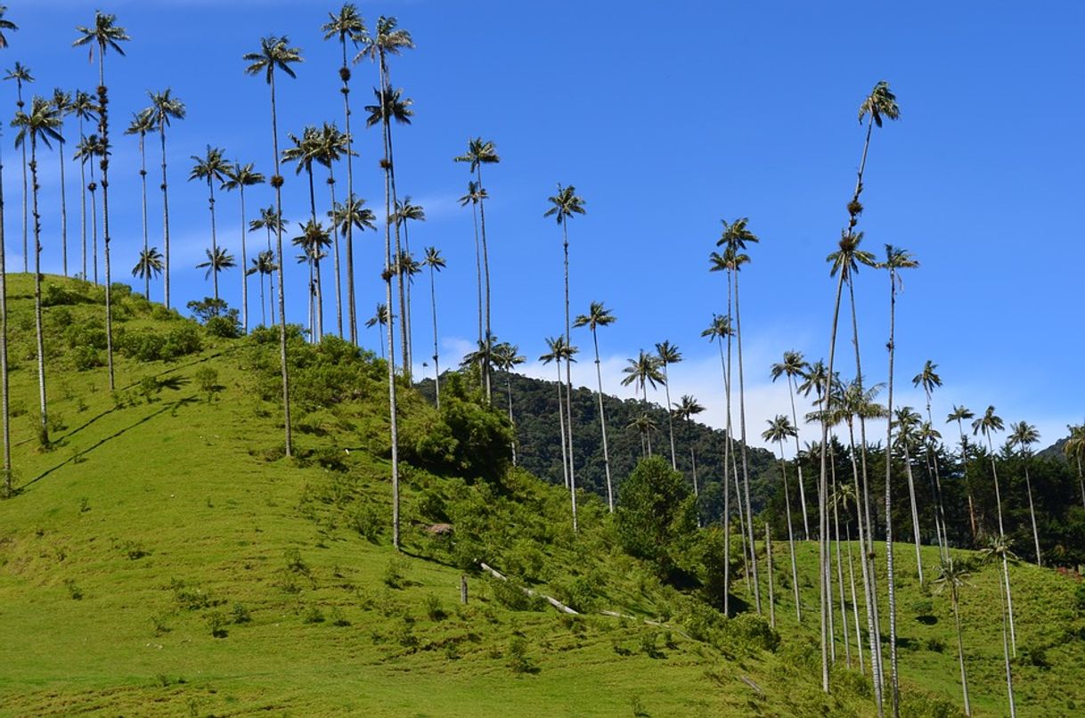 Restaurants Valle Del Cocora