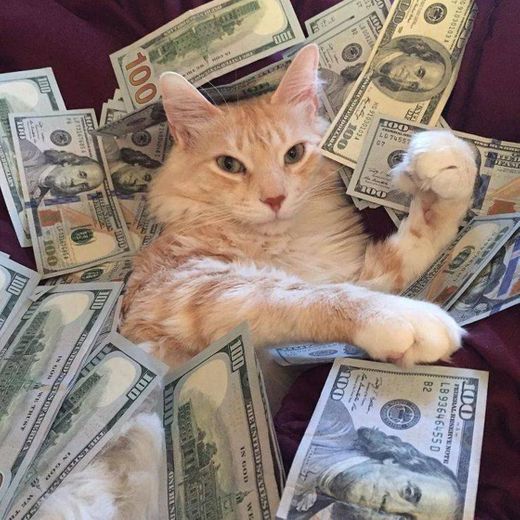 😼💸