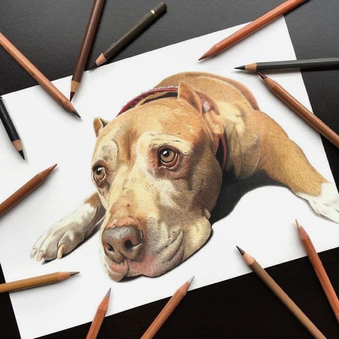 Moda Desenho Realista Cachorro 