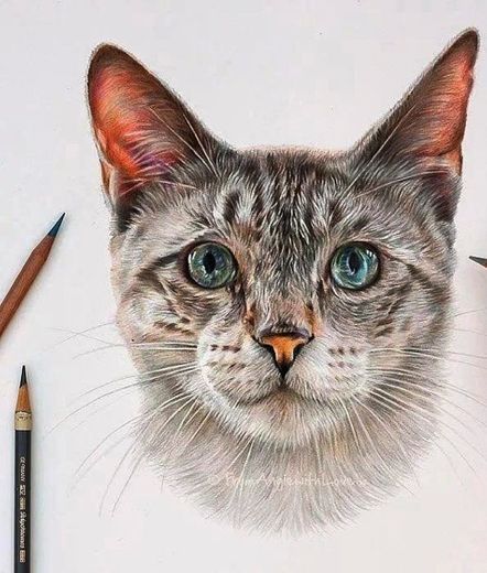 Desenho Realista Colorido- Gato