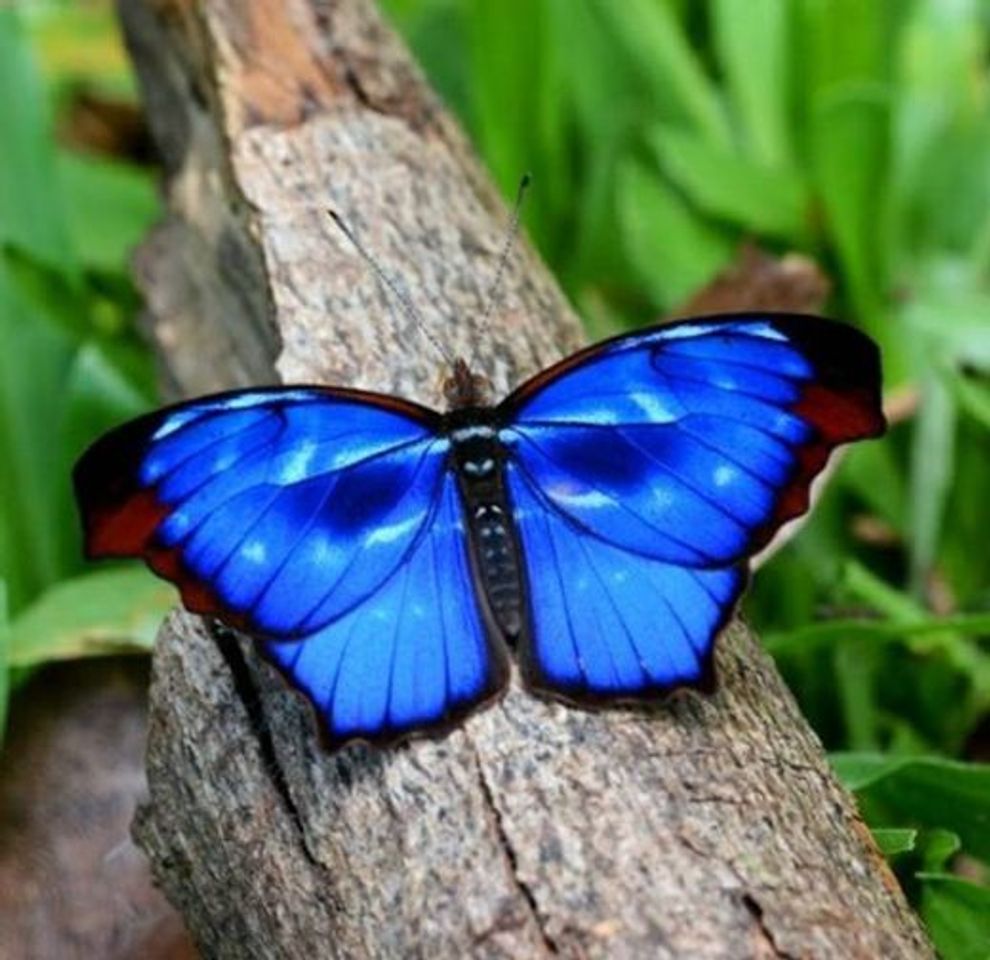 Social Borboleta Azul