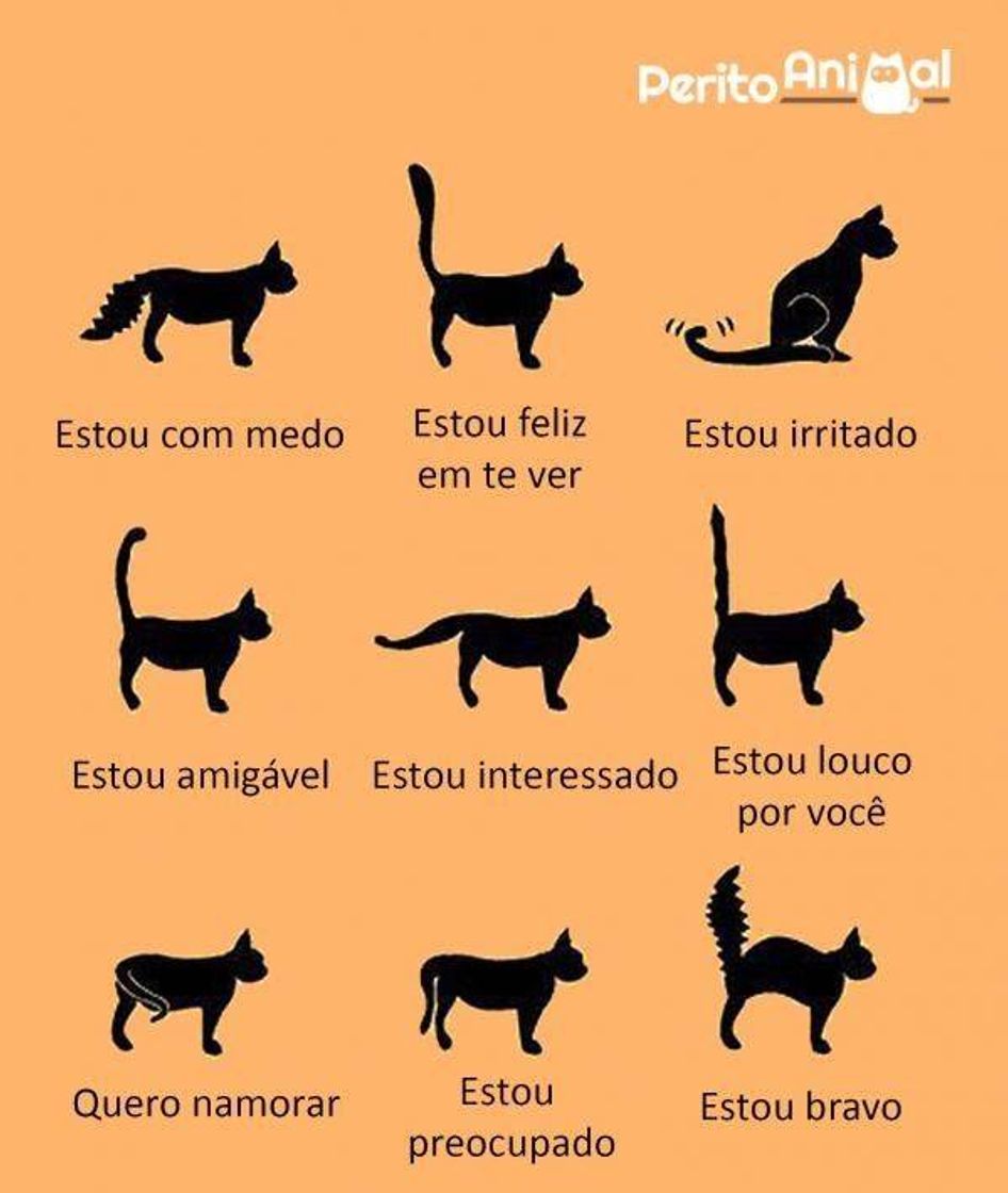 Moda Como conhecer melhor seu gato