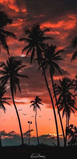 Wallpaper de palmeiras 💚