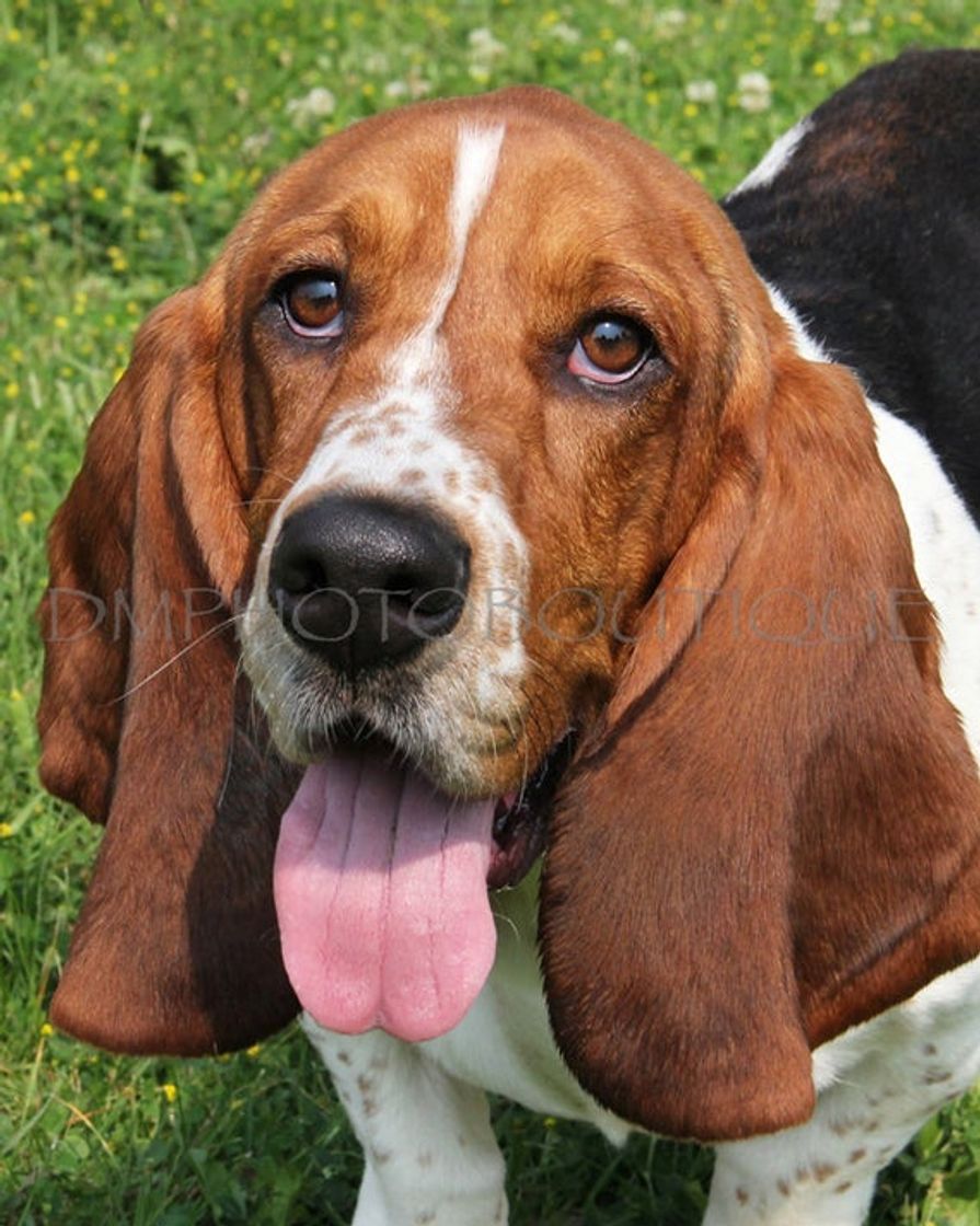 Moda Basset Hound 