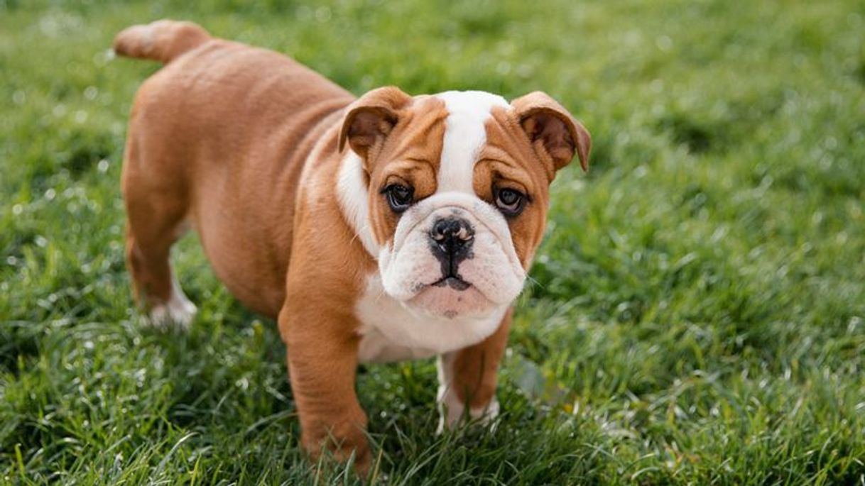 Moda English Bulldog 