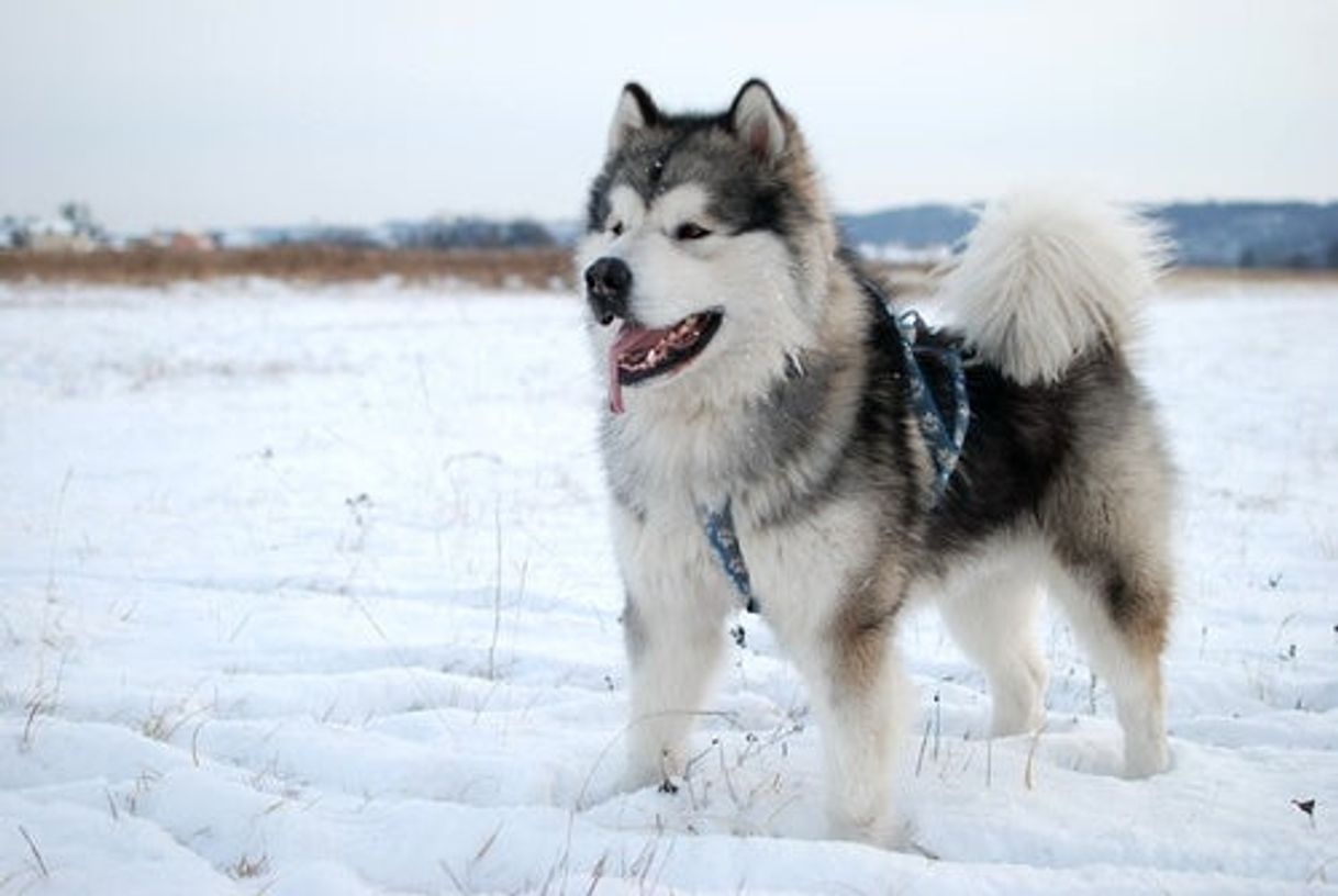 Moda Malamute de Alaska 